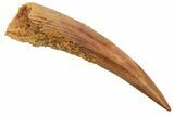 Fossil Pterosaur (Siroccopteryx) Tooth - Morocco #228854-1